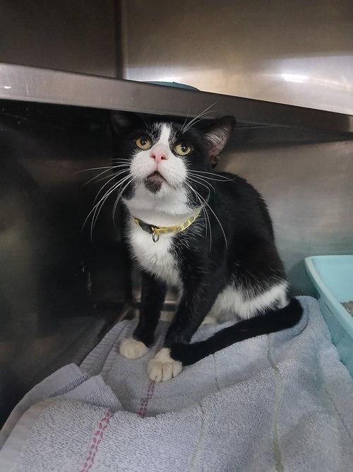 picture of the cat needing adoption