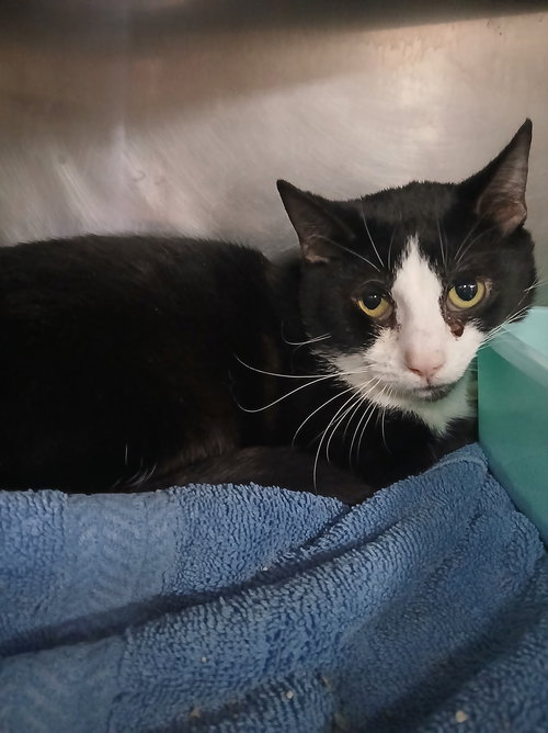 picture of the cat needing adoption
