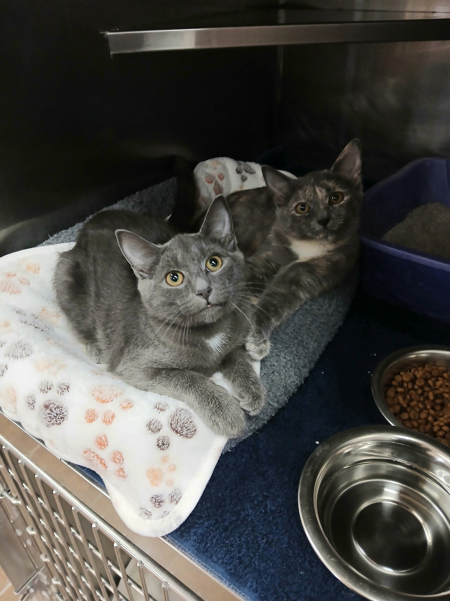 Onyx and Sasha Image