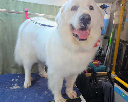 picture of the dog needing adoption