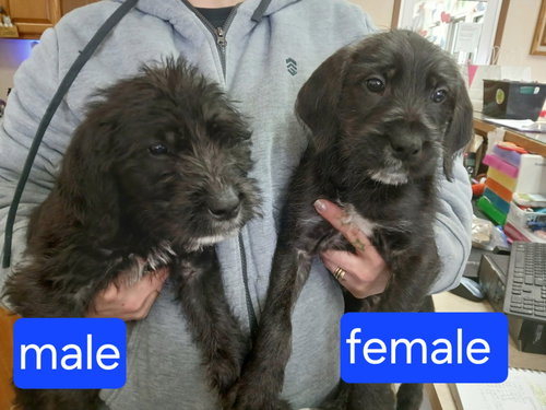 CANE CORSO/ BLACK LAB MIX PUPS - Cane Corso Mastiff / Black Labrador Retriever available for adoption