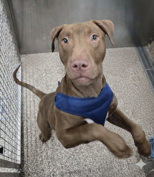 picture of the dog needing adoption