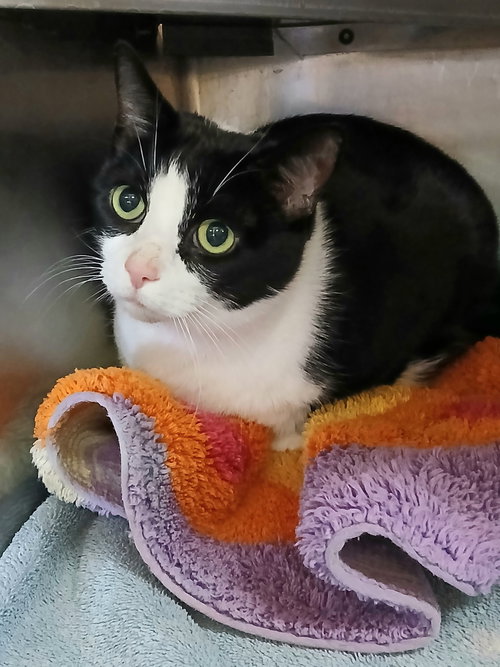 picture of the cat needing adoption
