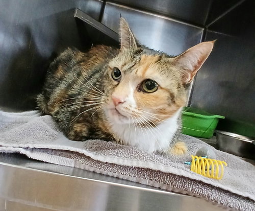 picture of the cat needing adoption
