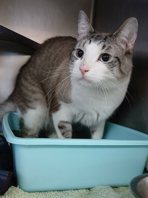 picture of the cat needing adoption