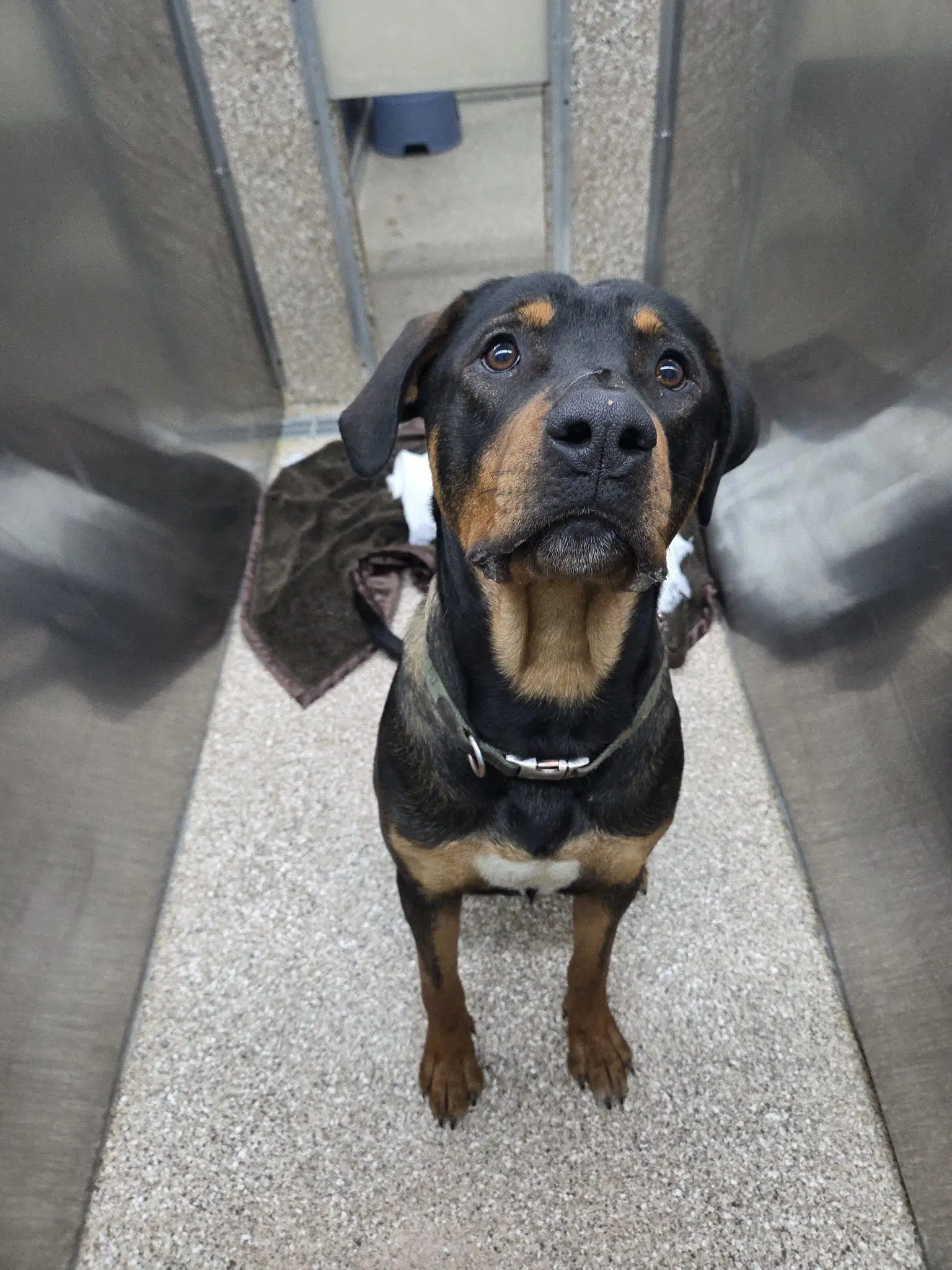 Rambo - Rottweiler