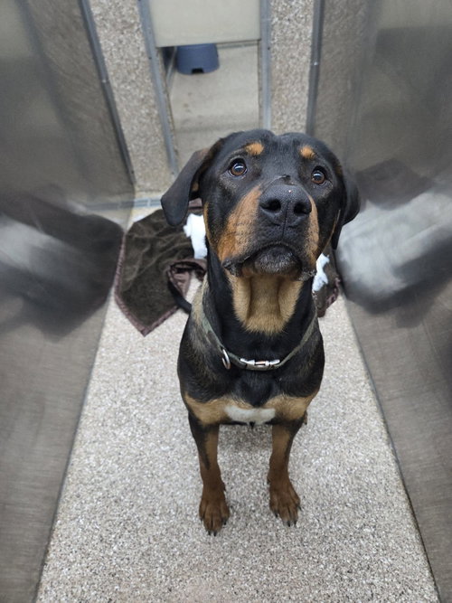 picture of the dog needing adoption