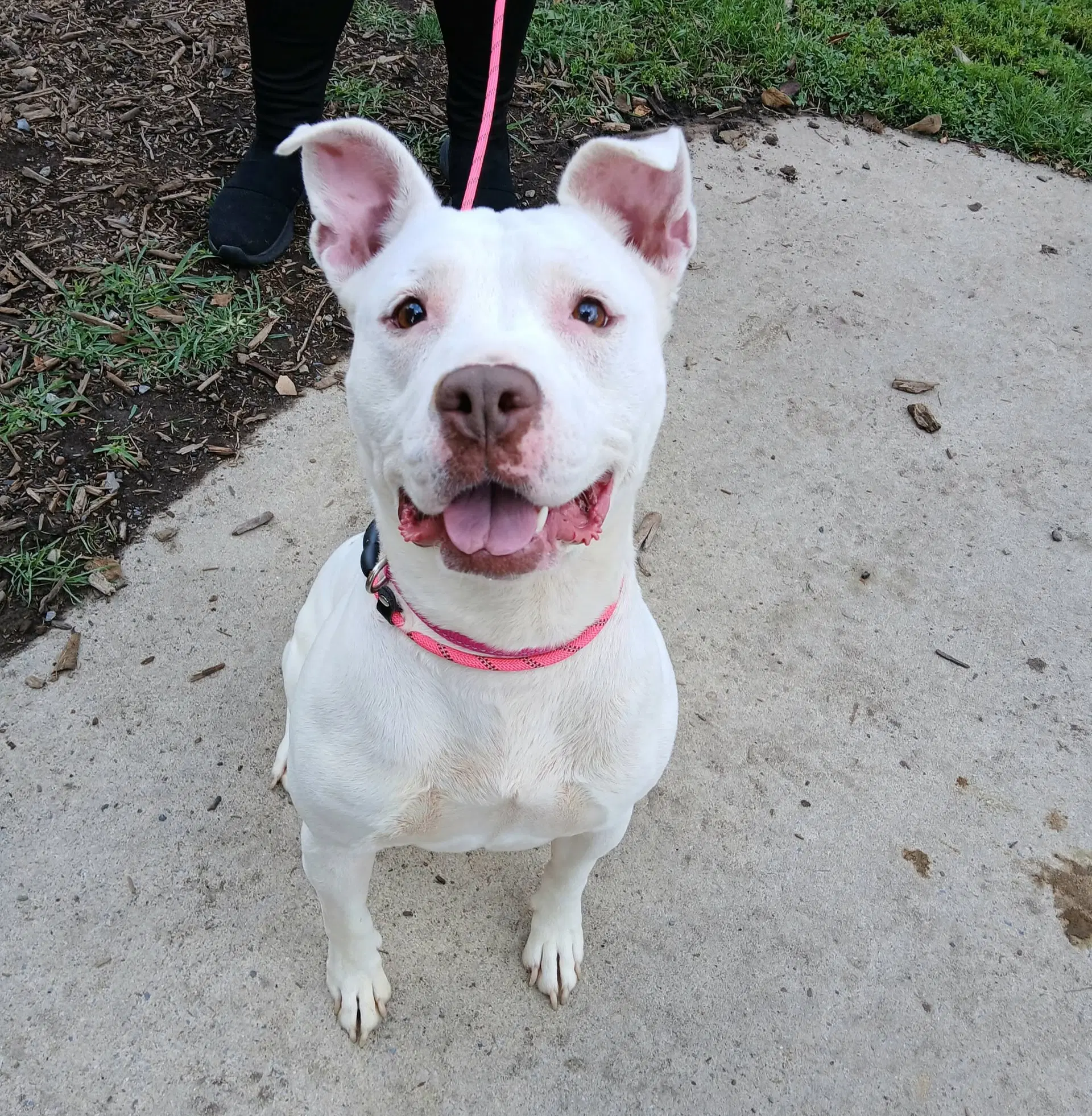 Robin - Pit Bull Terrier