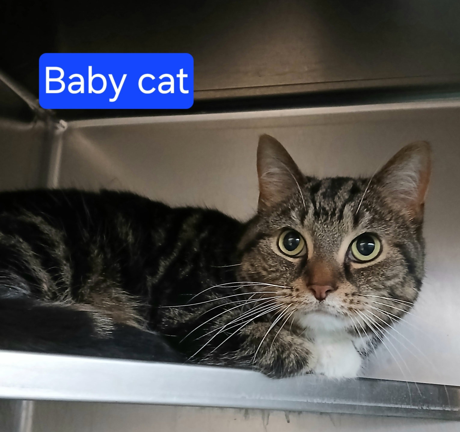 Baby Cat Image