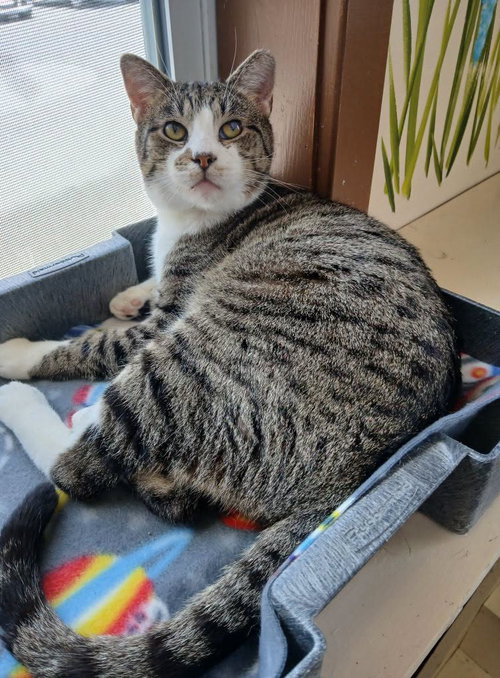 Marky, an adoptable Tabby in Martinsburg, WV