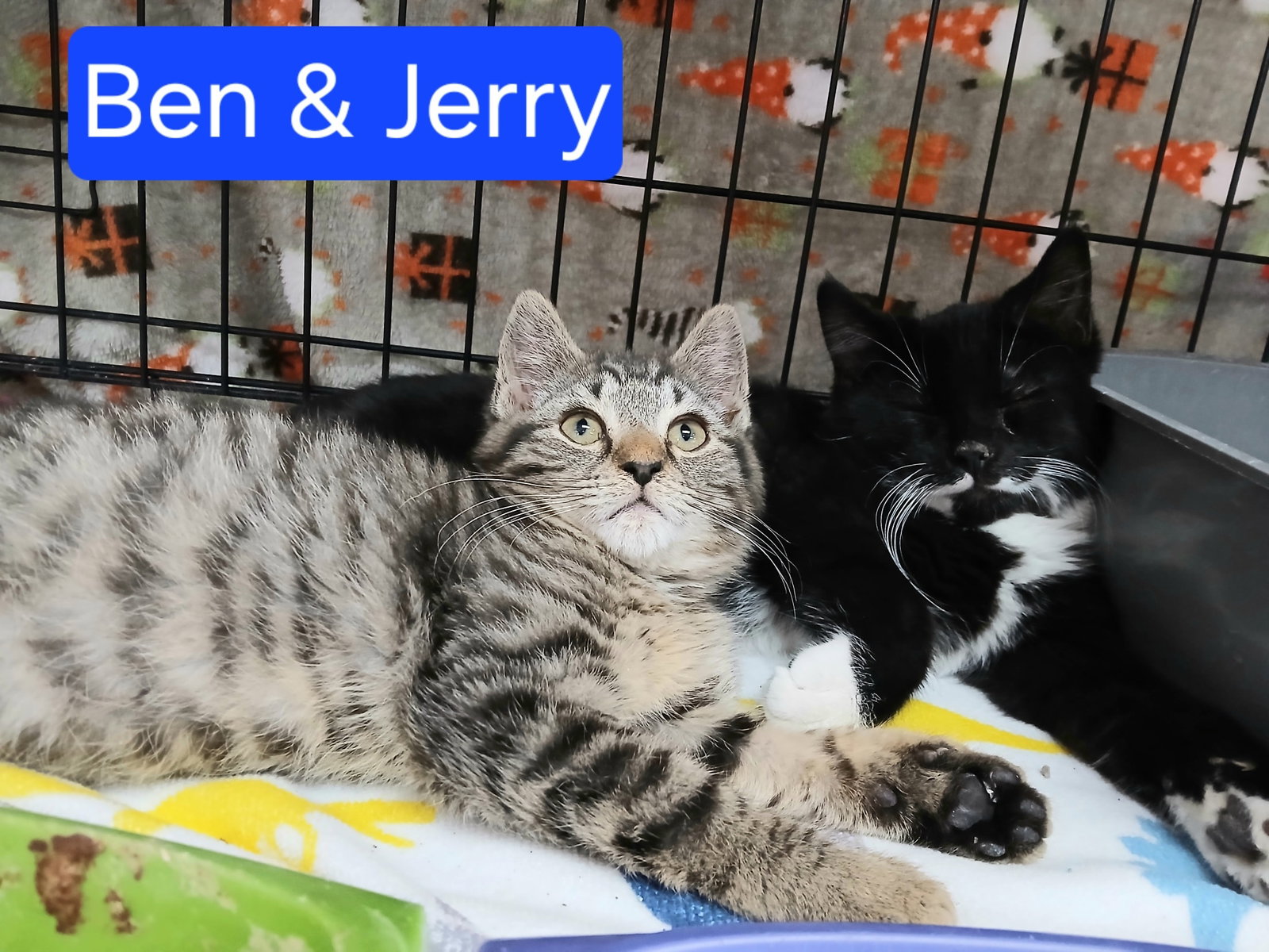 Ben and Jerry Image