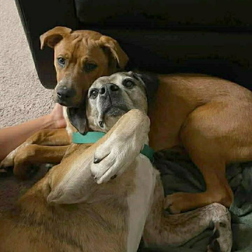 picture of the dog needing adoption