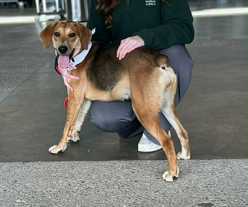 picture of the dog needing adoption
