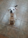 Dixie - Photo 1