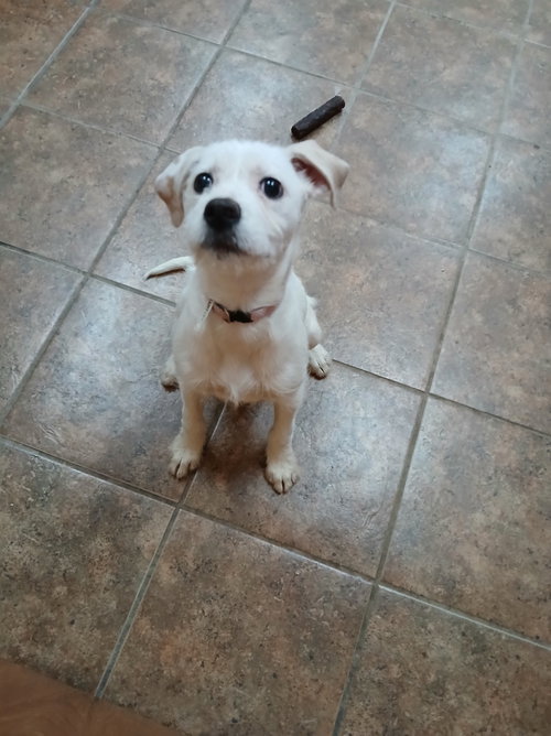 picture of the dog needing adoption