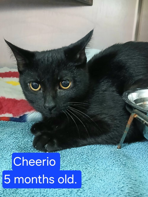 picture of the cat needing adoption