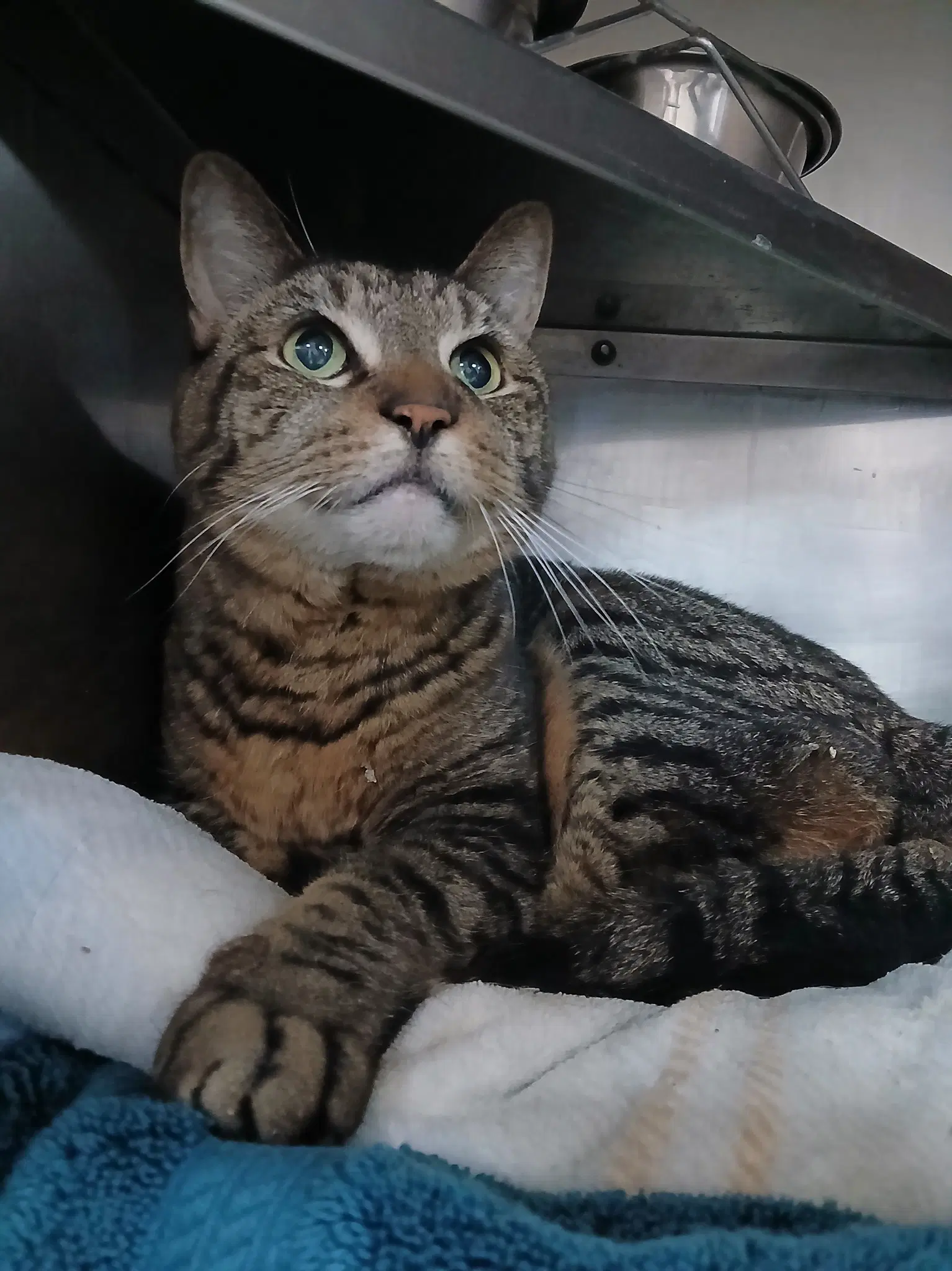 Arnie - Tabby