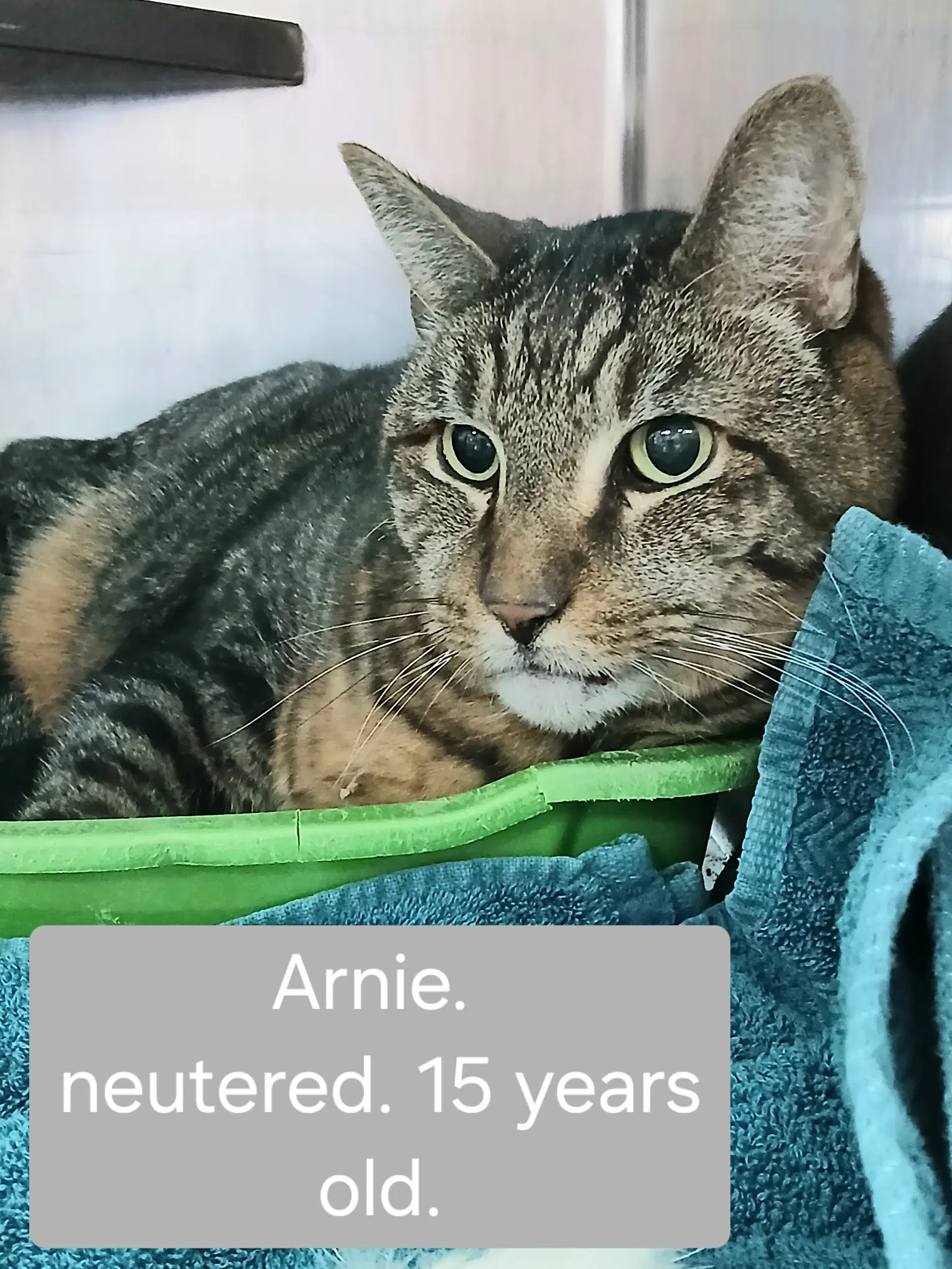 Arnie image 2