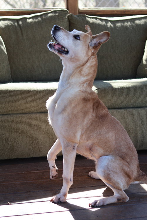 picture of the dog needing adoption