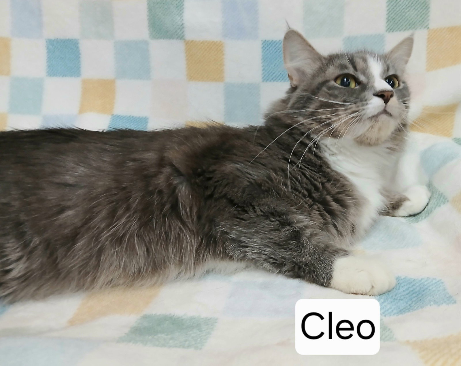 Cleo Image