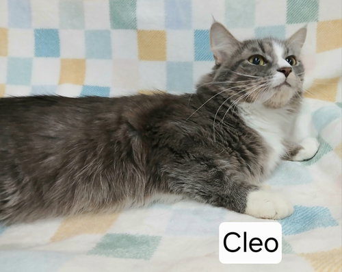 picture of the cat needing adoption