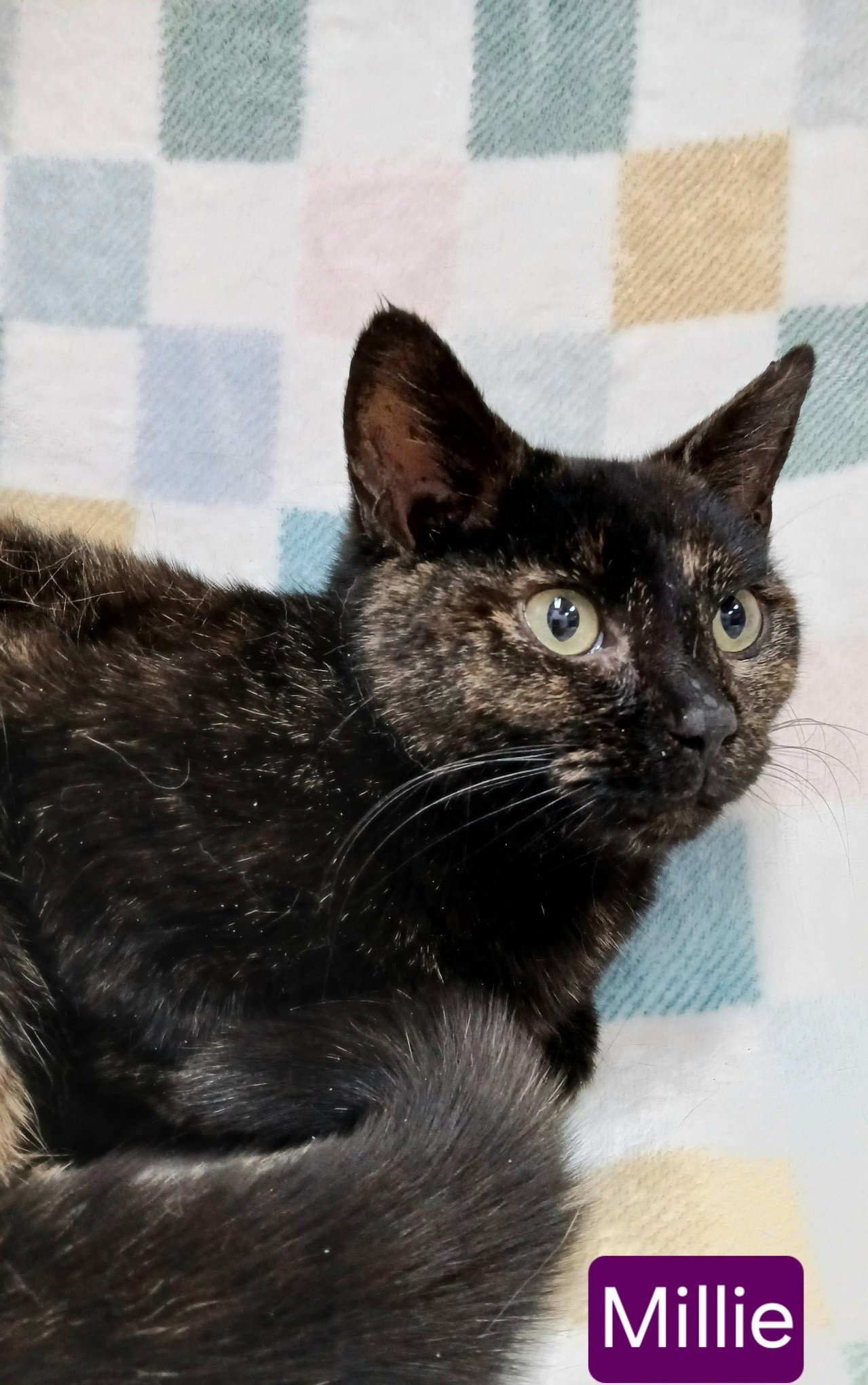 Millie Image