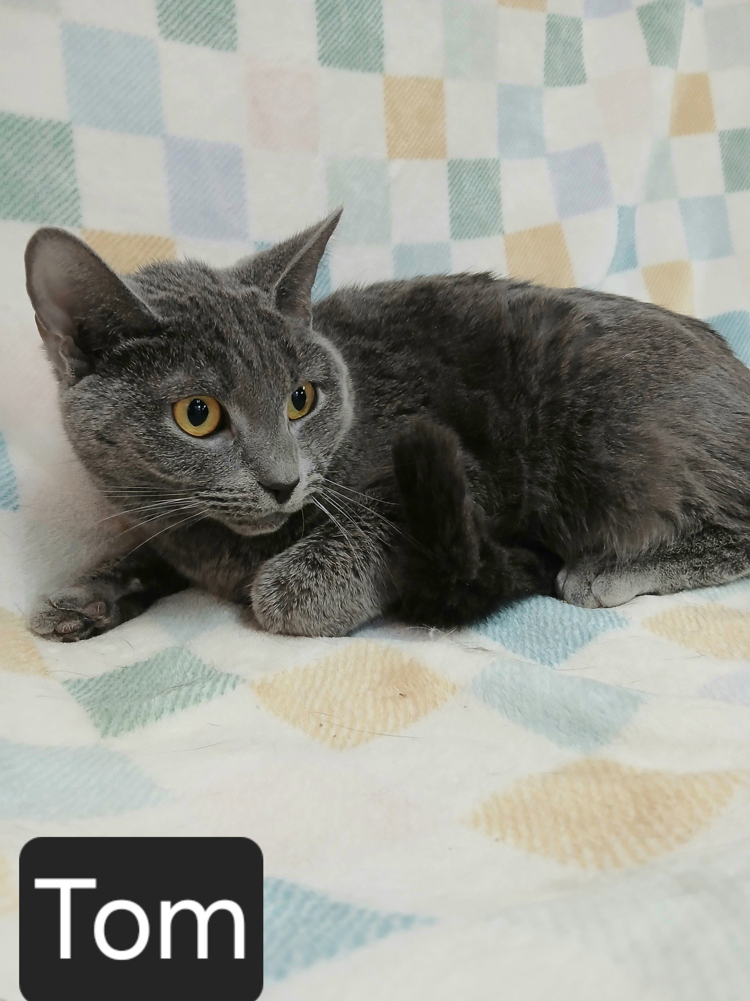 Tom Image