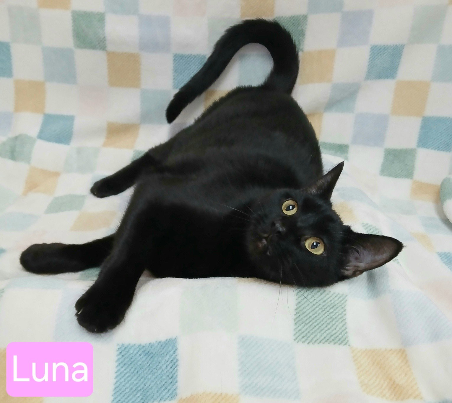 Luna Image