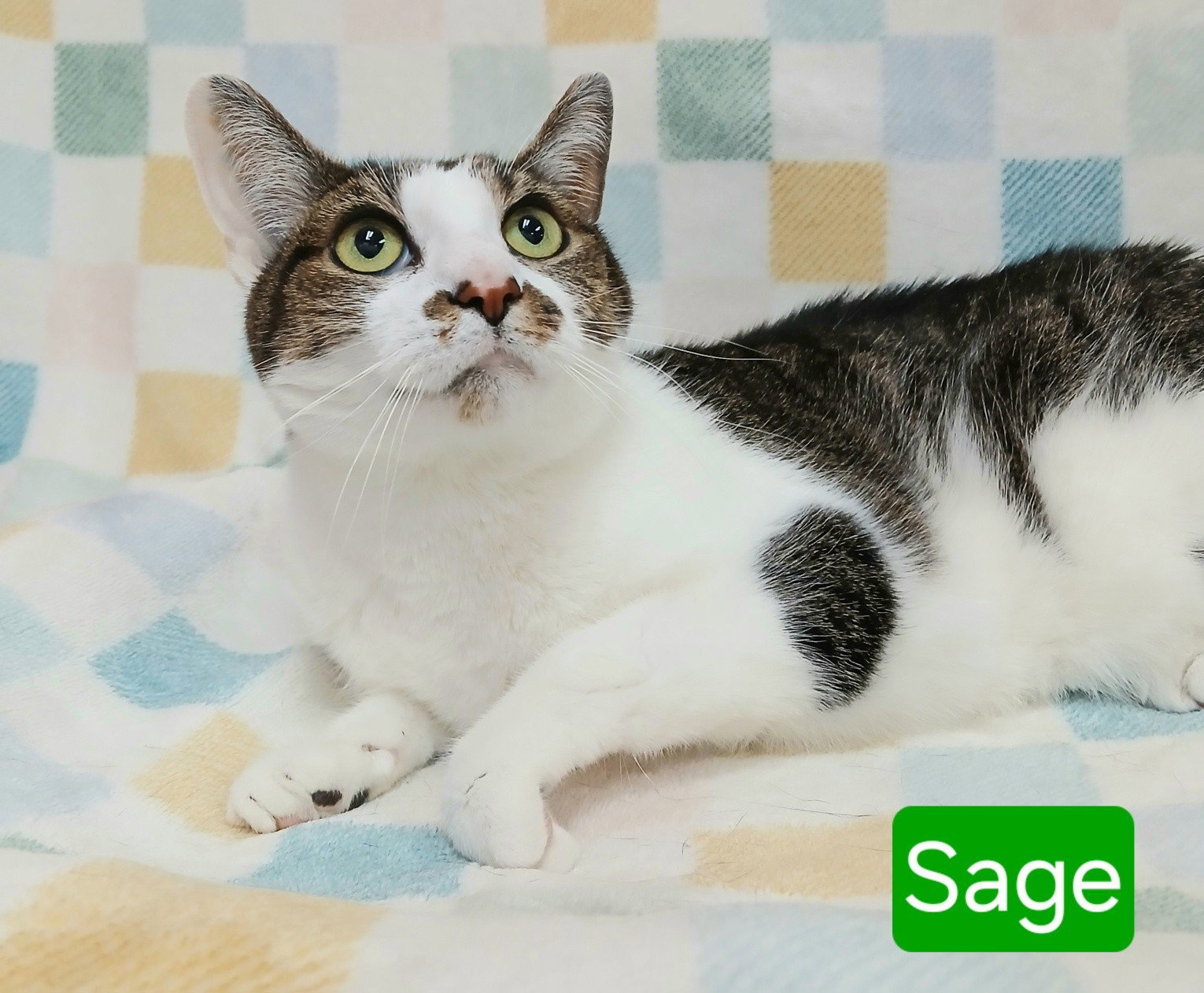 Sage Image