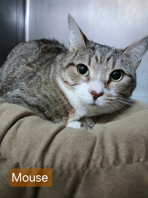 picture of the cat needing adoption