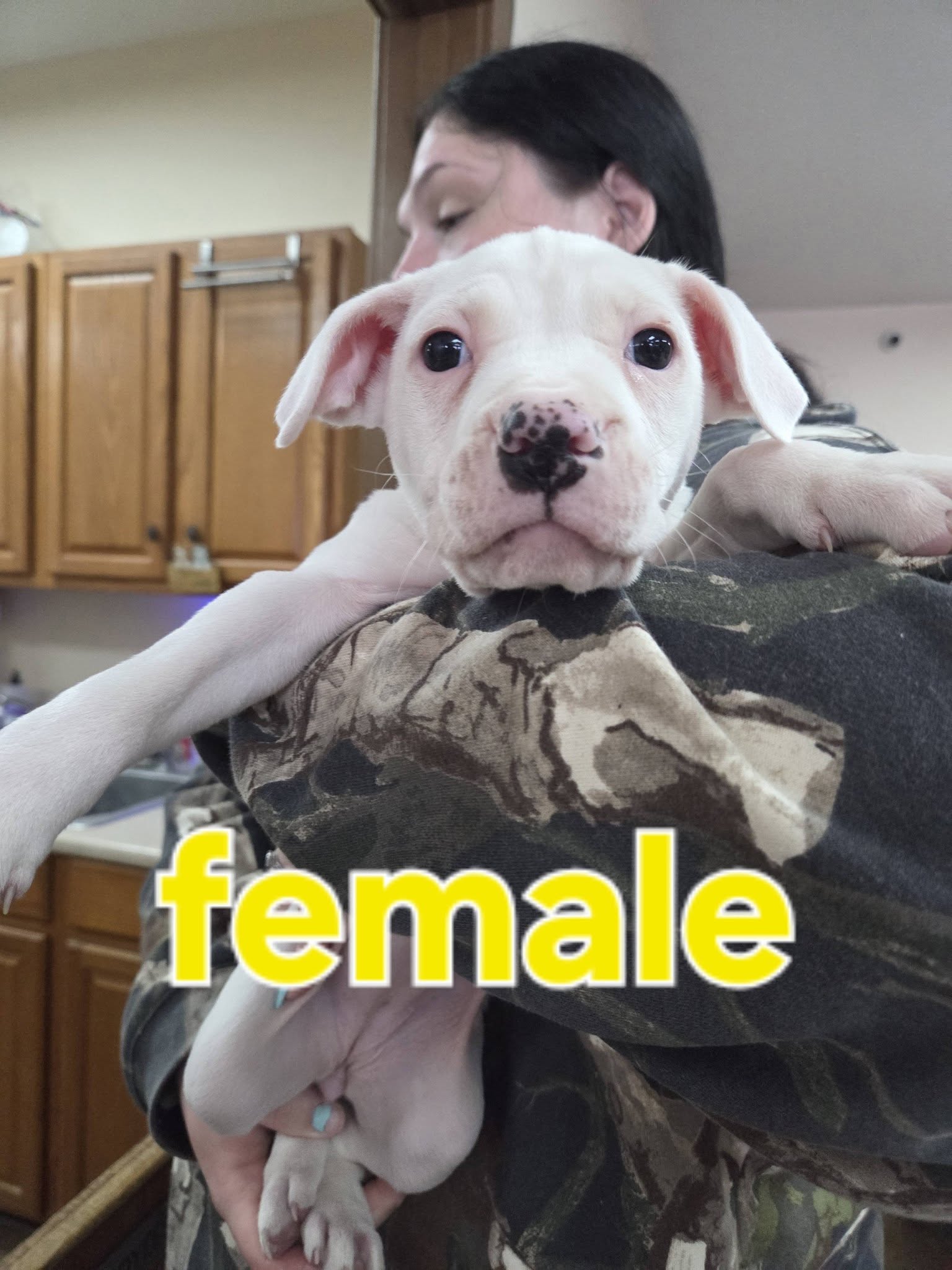American Bulldog X Pups Image