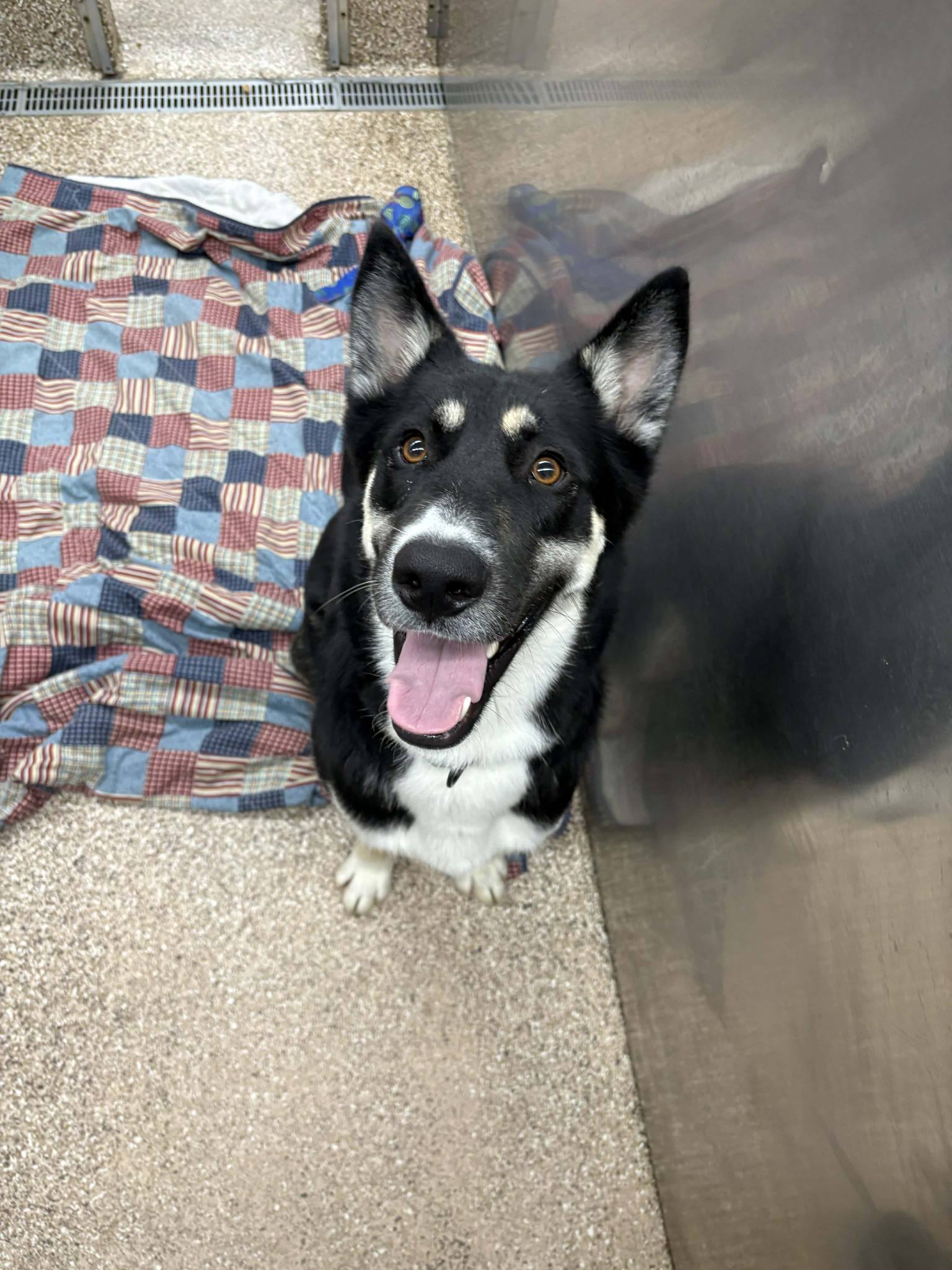 Ozzie Image