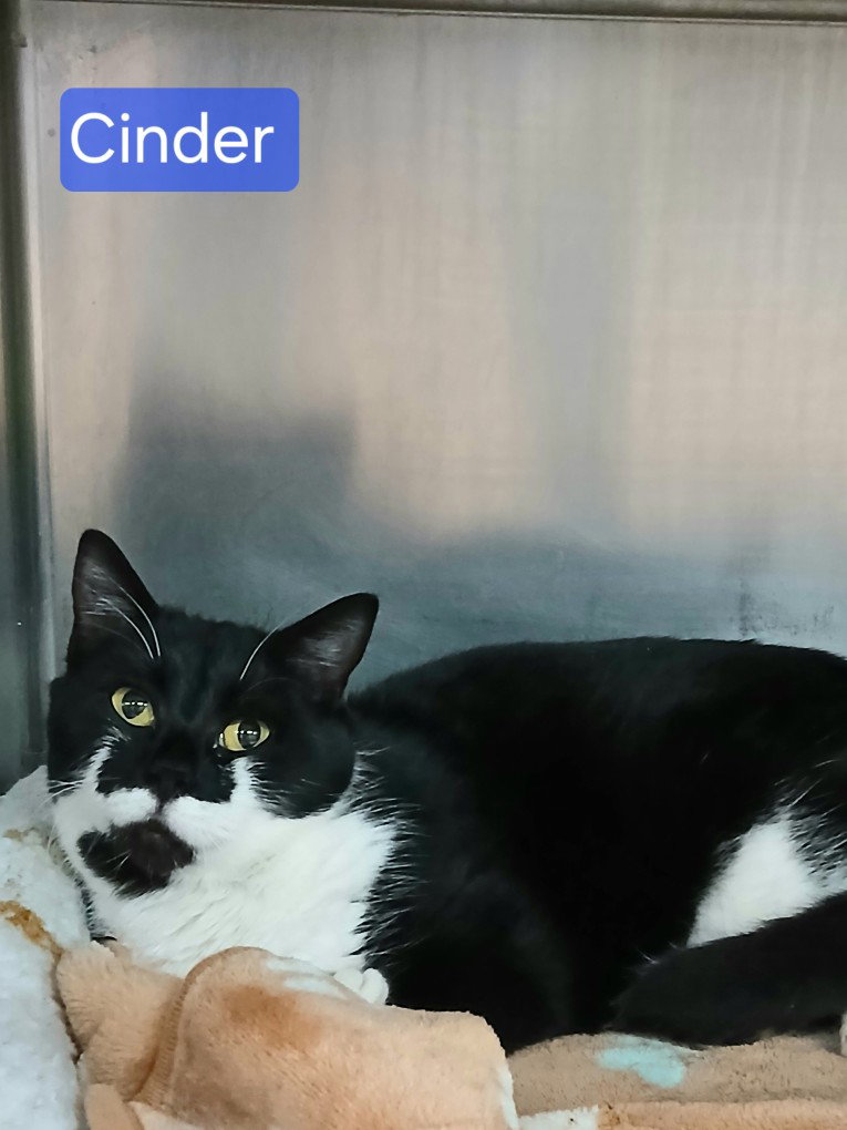 Cinder Image