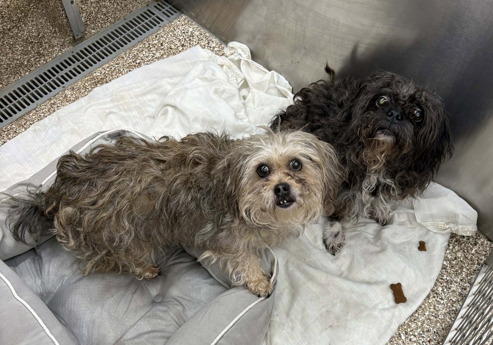 Luna Mae and Stella Marie Image