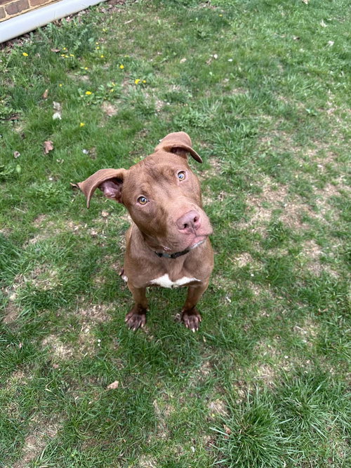 MR. MOLE - Pit Bull Terrier available for adoption