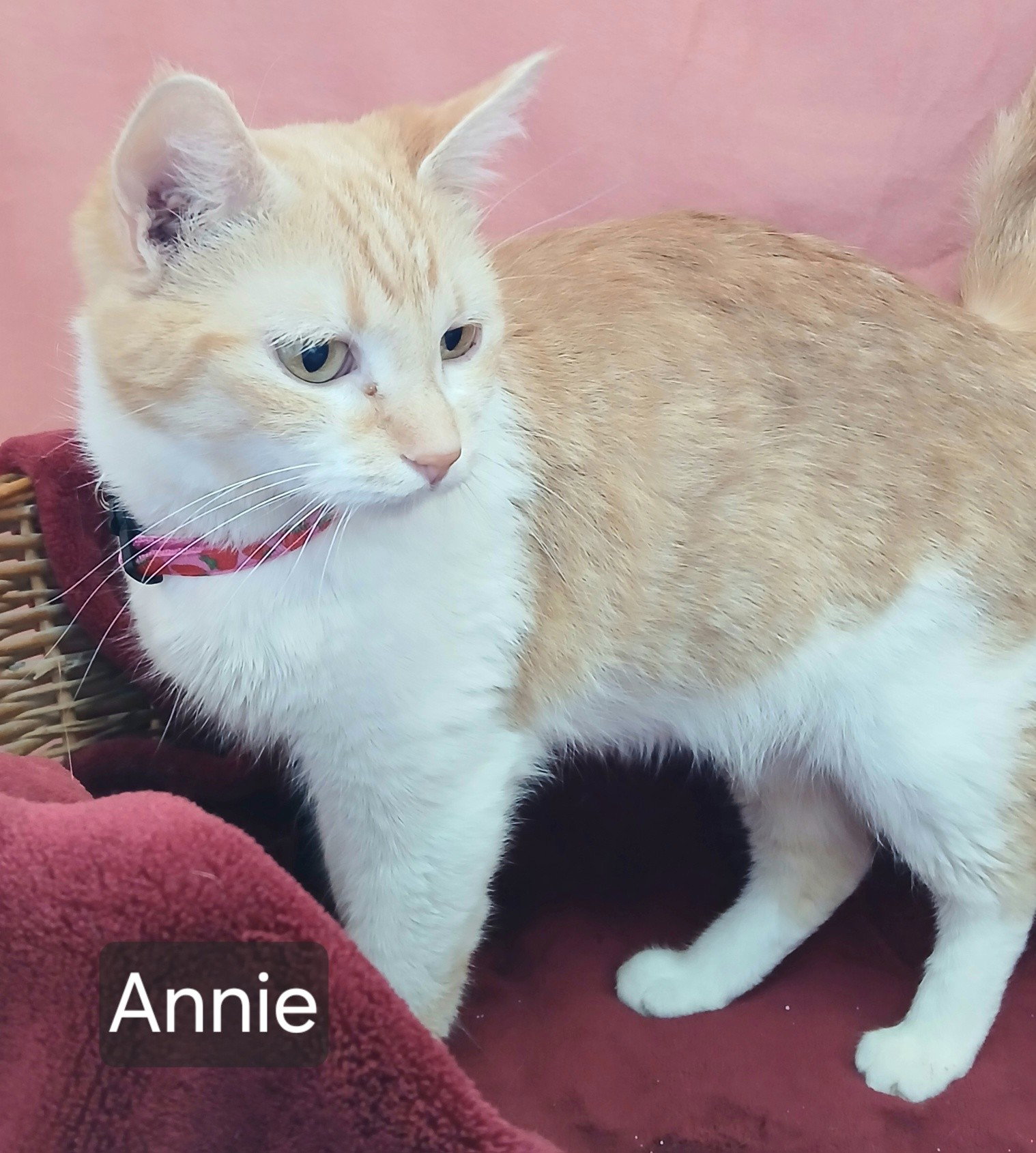 Annie Image