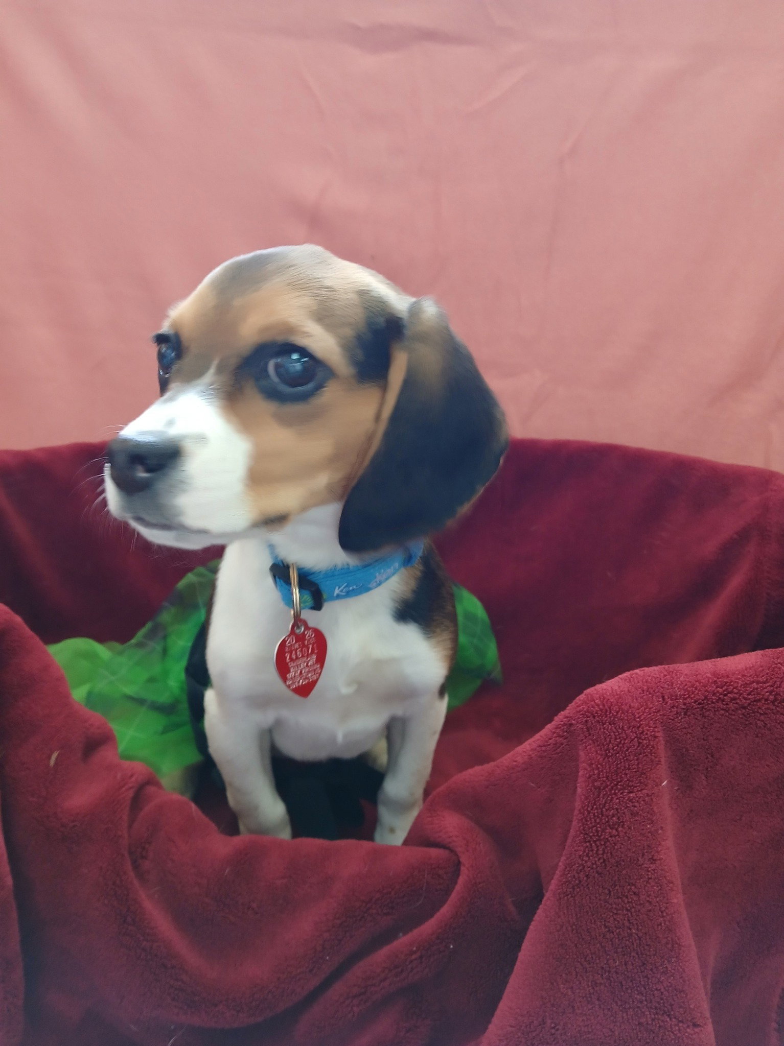 Annie Image