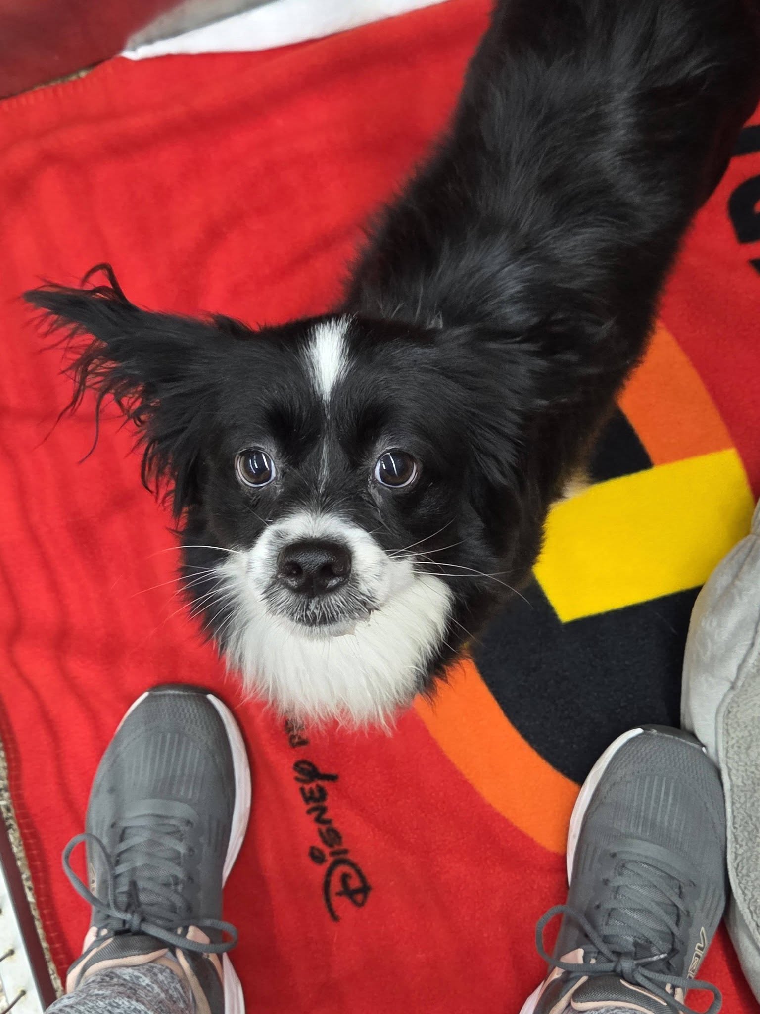 Toby Image