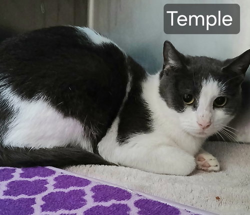 picture of the cat needing adoption