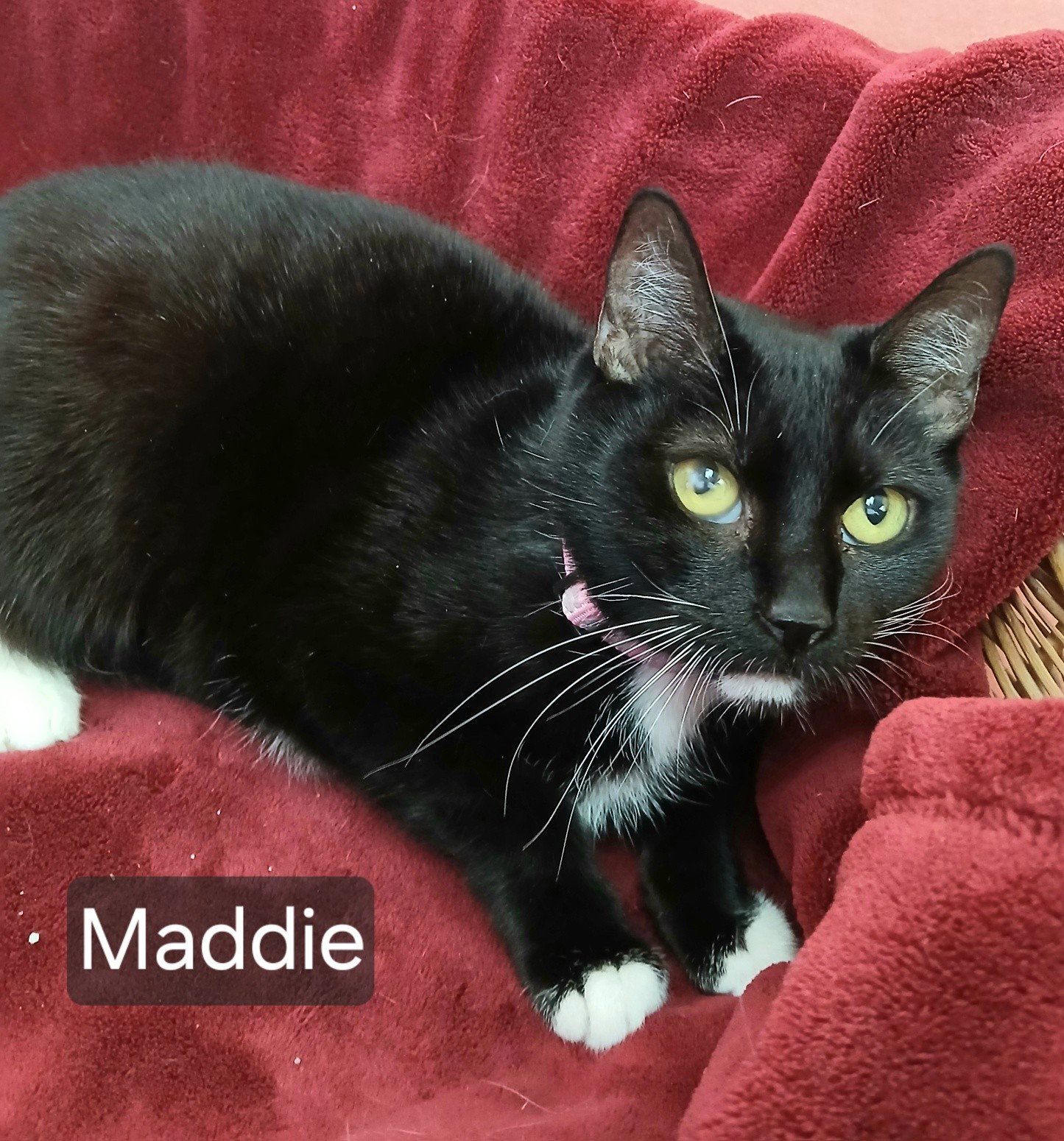 Maddie Image