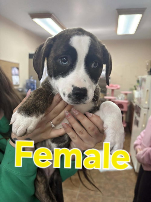 picture of the dog needing adoption
