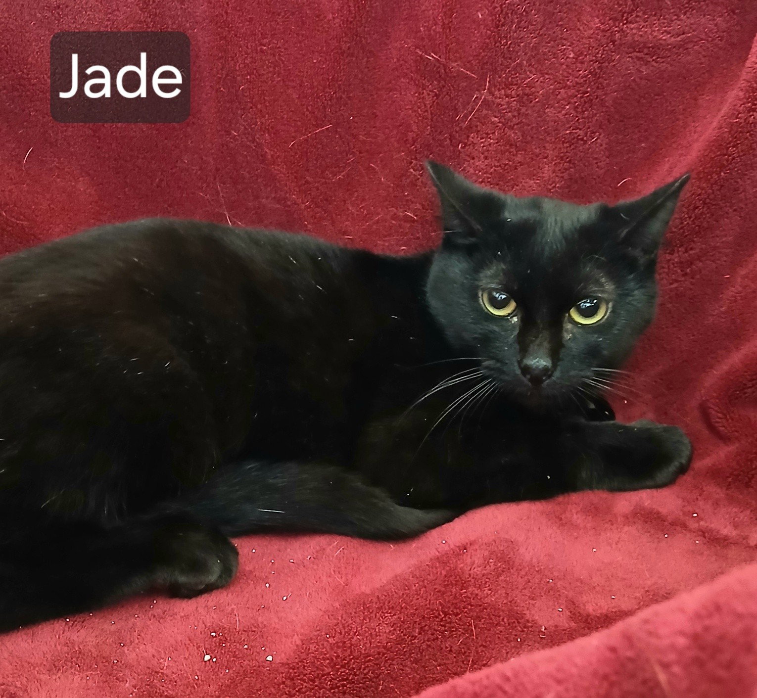 Jade Image