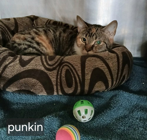 picture of the cat needing adoption