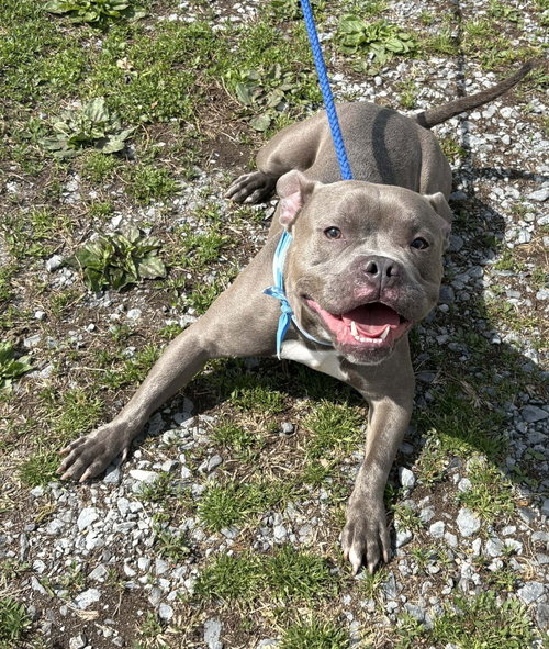 Smiley Sam, an adoptable Pit Bull Terrier in Martinsburg, WV