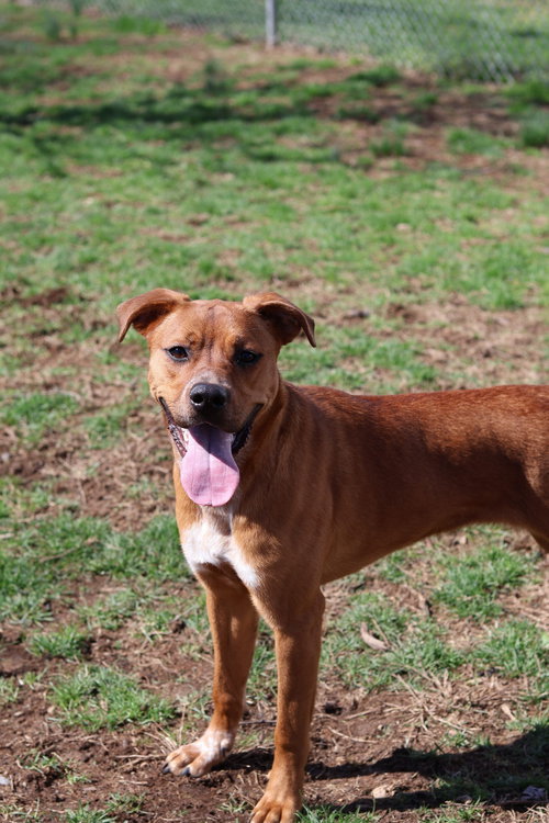 picture of the dog needing adoption