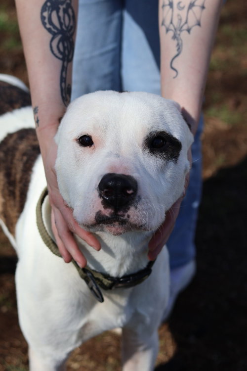 picture of the dog needing adoption