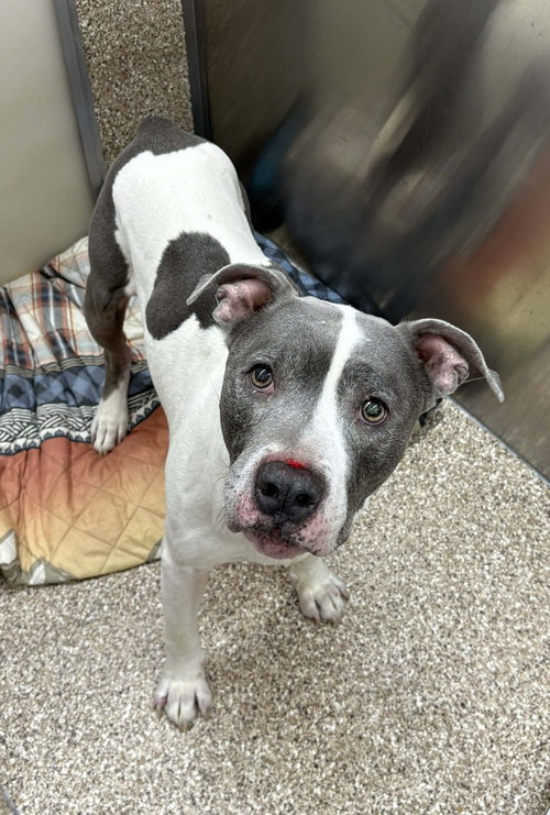 picture of the dog needing adoption