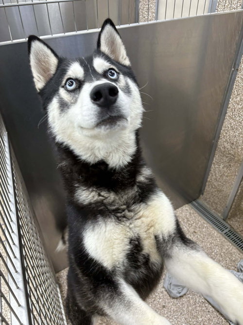 picture of the dog needing adoption