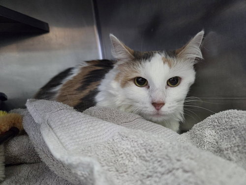 picture of the cat needing adoption