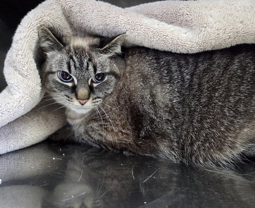 picture of the cat needing adoption